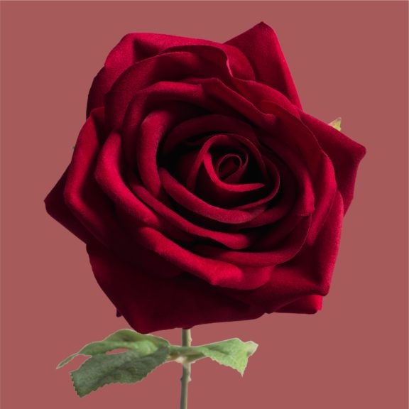 Photo of a red rose on a green stem in front of a mauve background